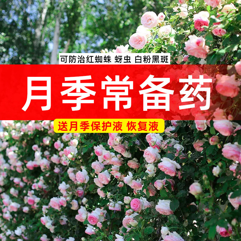 月季花杀虫剂常用药花卉植物小黑飞蓟马蚜虫白粉黑斑病虫害专用药