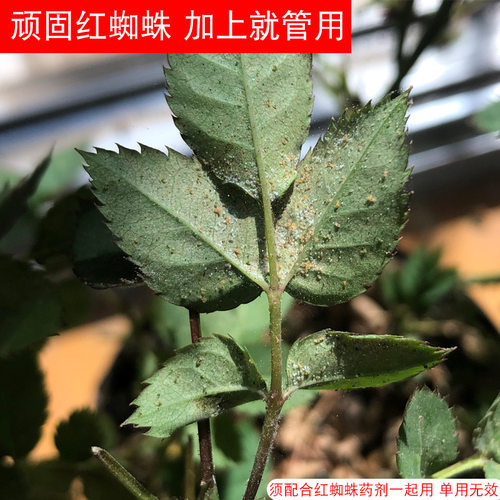 卉喜进口农用有机硅助剂高渗透杀螨杀虫剂叶面肥红蜘蛛介壳虫增效