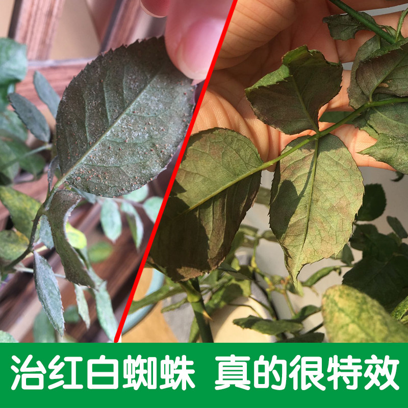 红蜘蛛特效药虫卵双杀
