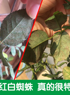红蜘蛛特效药虫卵双杀