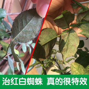 杀红蜘蛛专用药虫卵双杀月季花常用药蚜虫蓟马杀虫剂花卉蔬菜通用