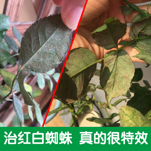 红蜘蛛特效药虫卵双杀