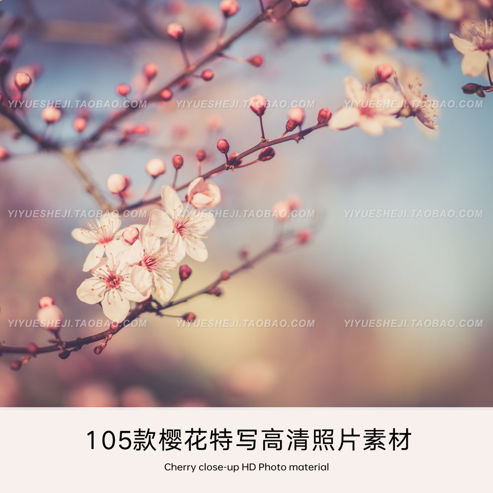 日本樱花特写风景高清图片照片jpg ps平面网页海报背景设计素材2