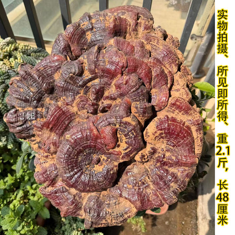 深山老倌牌正宗野生灵芝赤芝红芝丹芝11号重2.1斤今年新货包邮