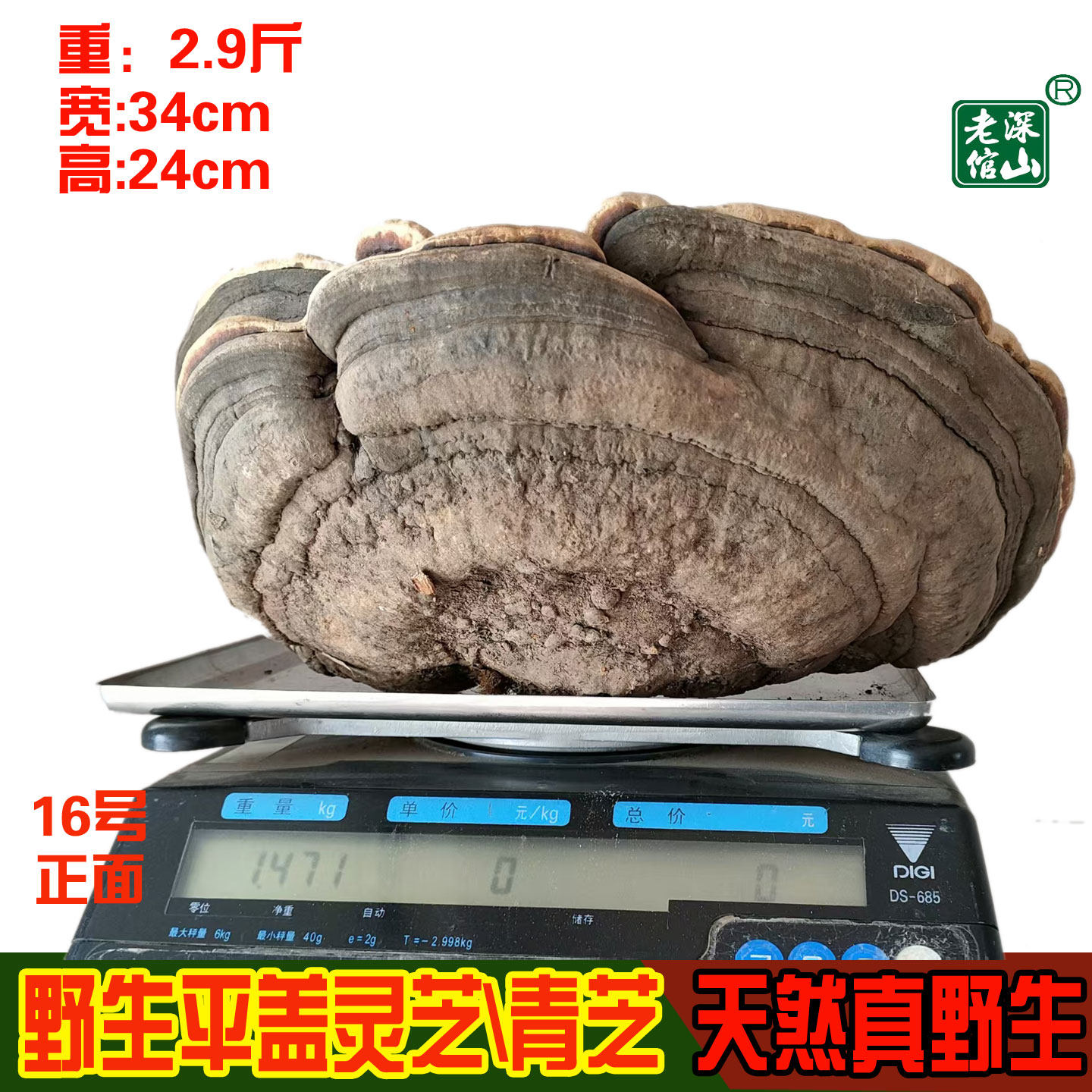 18年老店新货高原天然野生平盖灵芝青芝木灵芝16号重2.9斤包邮