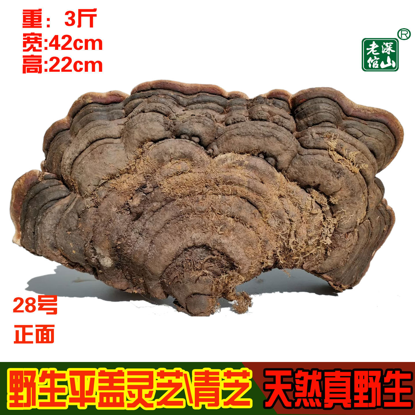 18年老店正宗野生青芝厚皮拟层孔菌平盖灵芝28号重3斤新货包邮