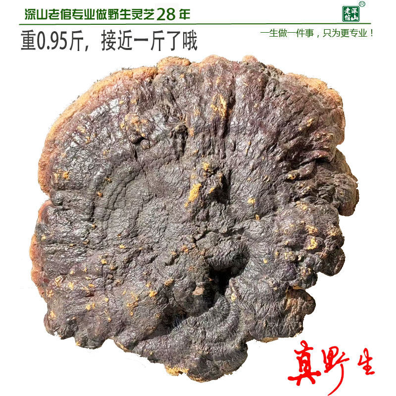 28年老店正宗云南深山野生灵芝红芝整枝赤芝1号重477克新货包邮
