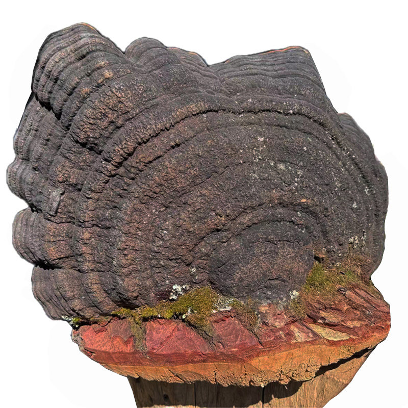 双皇冠信誉正宗藏区野生平盖灵芝29号重20斤青芝木灵芝新货包邮