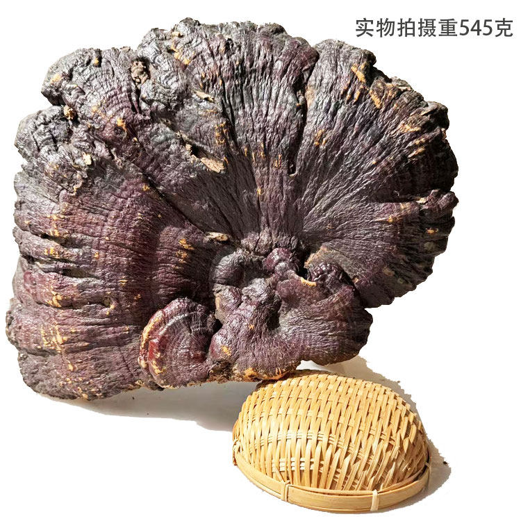 28年老店正宗深山野生灵芝赤芝5号特大个重545克今年新货包邮丹芝