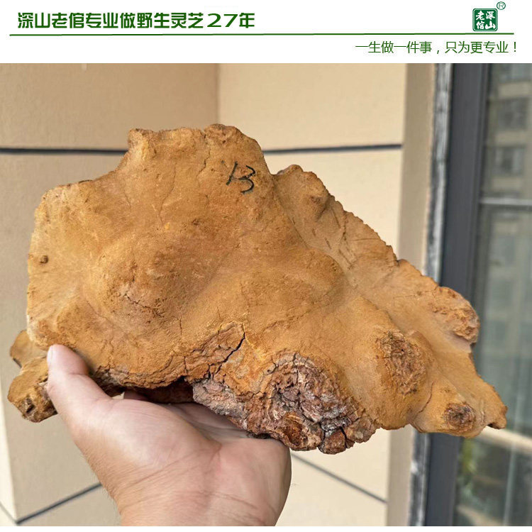17年老店正宗天然野生黄芝松树桑黄松针层孔菌13号重2.4斤新货