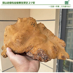 17年老店正宗天然野生黄芝松树桑黄松针层孔菌13号重2.4斤新货