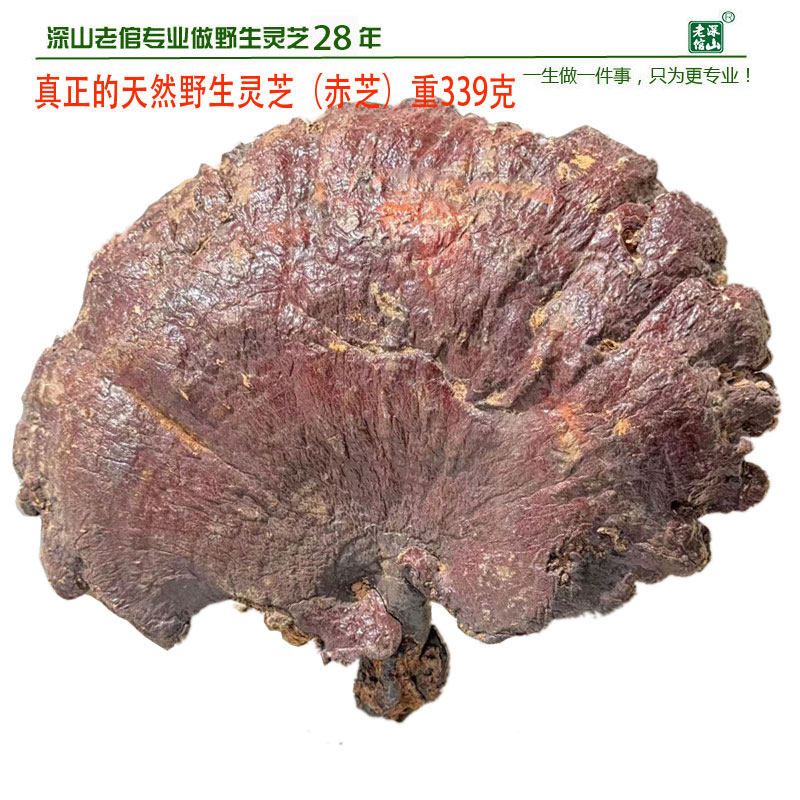 正宗高原野生灵芝60号重339克赤芝红芝丹芝今年新货包邮特大个