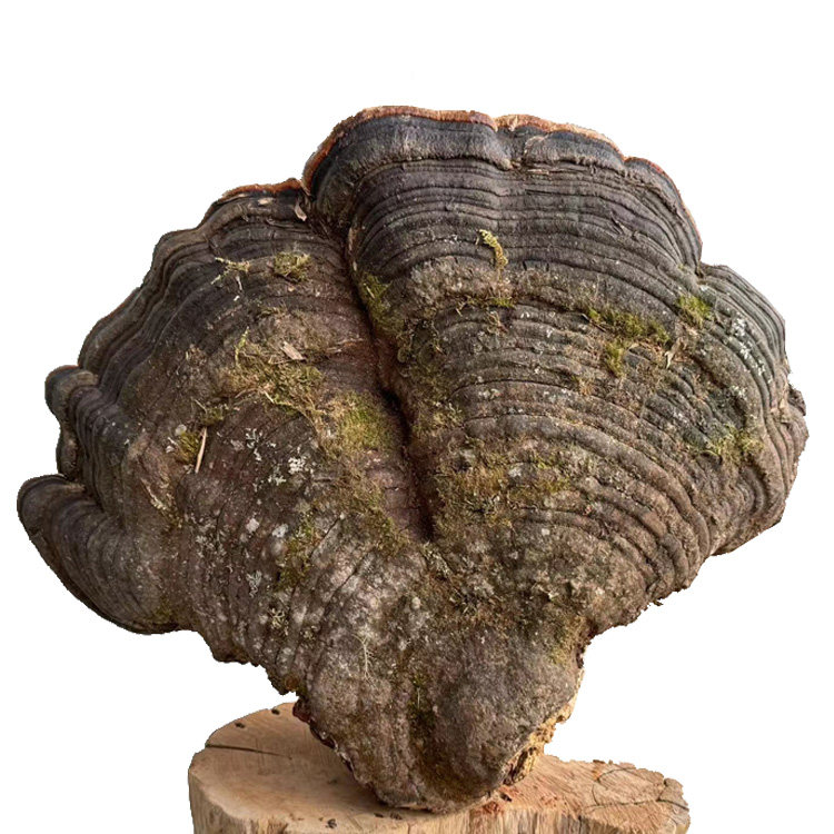 百年野生灵芝真正的天然野生青芝树舌平盖灵芝2号新货重22斤包邮