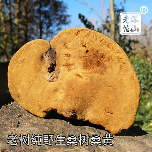 正宗野生桑黄紫油黄野生黄芝