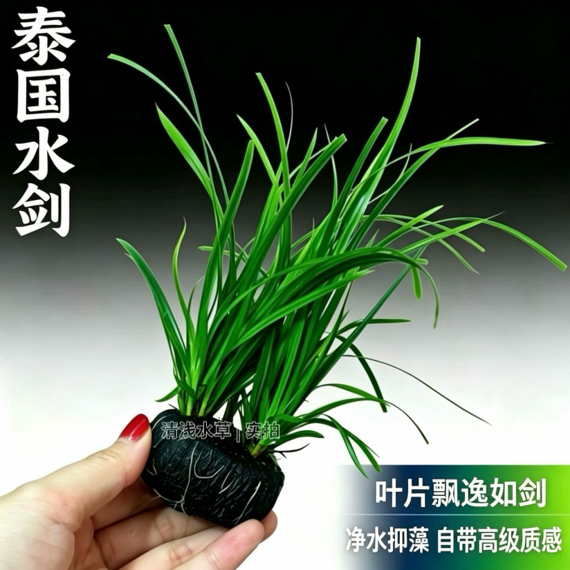 泰国水剑水草溪流缸造景后景草新手好养易活增氧净化淡水植物包活