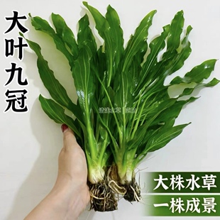 大叶九冠迷你九冠水草 鱼缸造景新手好养 中后景增氧净化植物包活