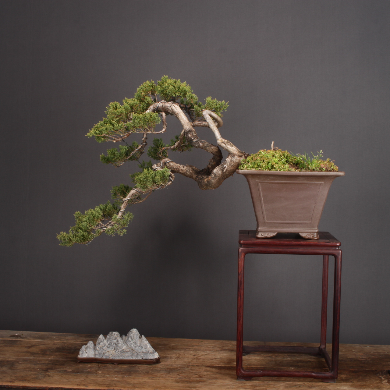 【一盆一景】【江春水】系鱼川真柏 临水盆景