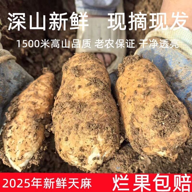 新鲜天麻高山带泥湿天麻非云南昭通鲜天麻新鲜天麻食药材批发