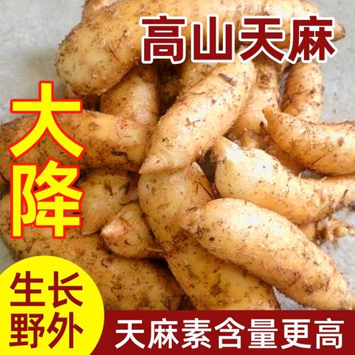 新鲜天麻仿野生高山生长干货中药材滋补煲汤食材现挖现发带泥发货
