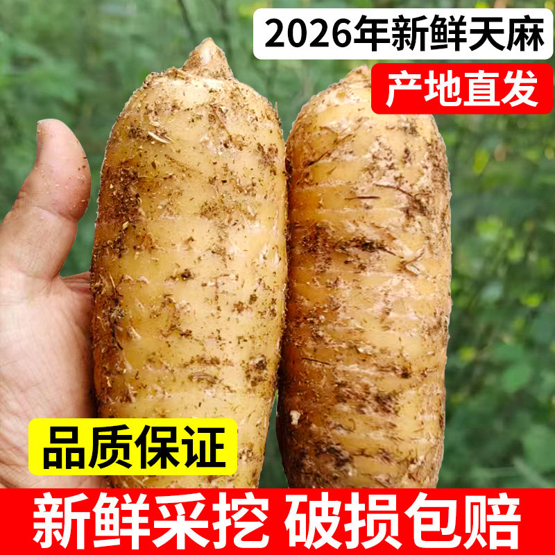 新鲜天麻现挖鲜天麻仿野生非云南昭通天麻2500g药材煲汤滋补5斤装