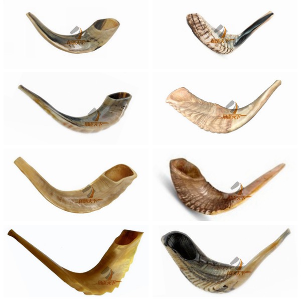 上海以色列天然真公羊角号角rams horn shofar 小号羊角号