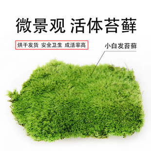 包邮苔藓景观创意迷你植物盆栽铺面假山水路雨林缸造型玻璃生态瓶