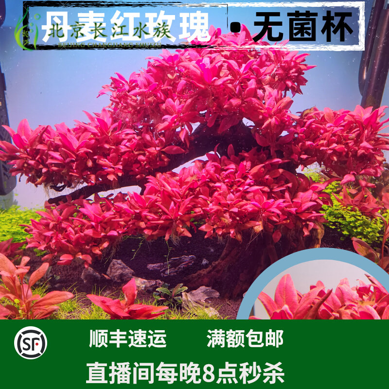 牛毛水草素材模板 牛毛水草图片下载 小麦优选 牛毛水草素材模板 牛毛水草图片下载 小麦优选