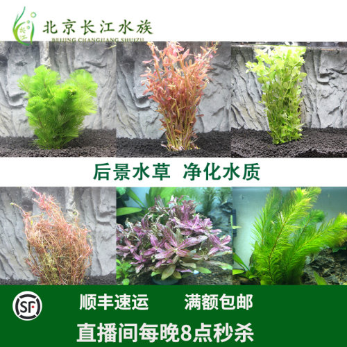 绿蝴蝶水草销量排行榜 绿蝴蝶水草品牌热度排名 小麦优选 绿蝴蝶水草销量排行榜 绿蝴蝶水草品牌热度排名 小麦优选