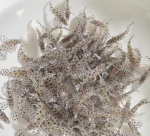 海水鱼石斑老鼠斑观赏