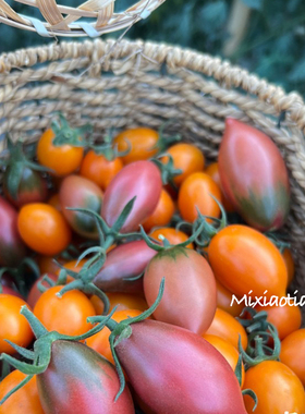 米小田 需冷藏 京东福建漳州海边盐碱地迷彩红黄小番茄高甜微酸