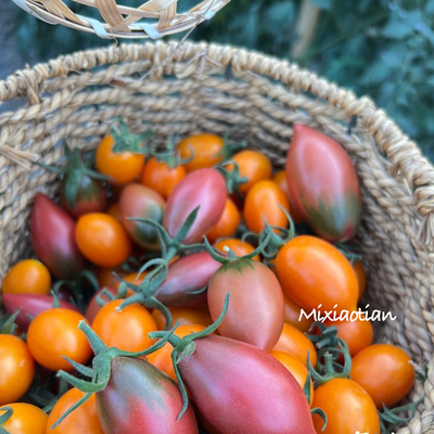 海边盐碱地小番茄，9甜1酸风味足