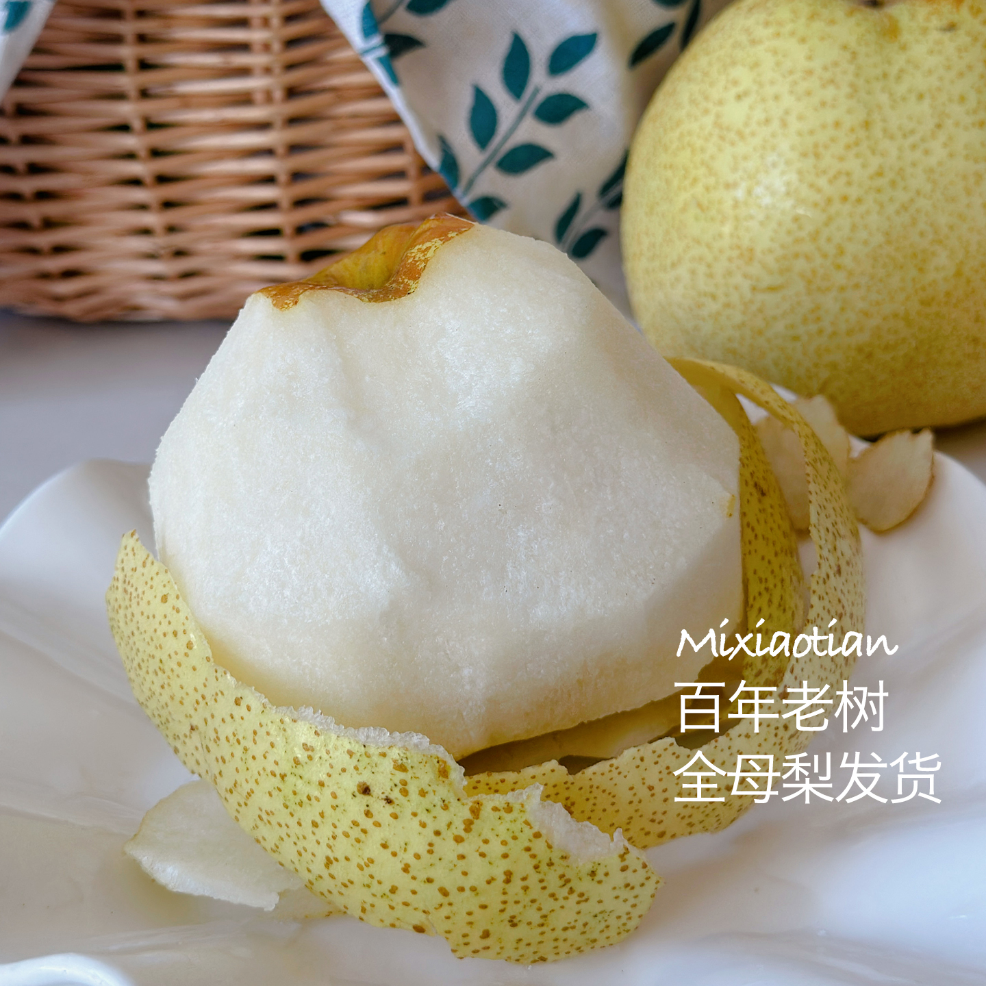 百年老树砀山酥梨全母梨发货