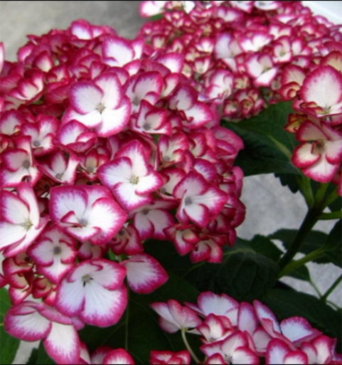 新品绣球美加子大苗mikako大花绣球