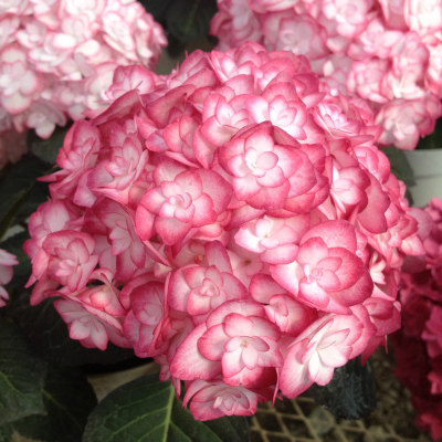 绣球纱织小姐绣球大苗重瓣大花阳台盆栽花苗绿植庭院花园植物花