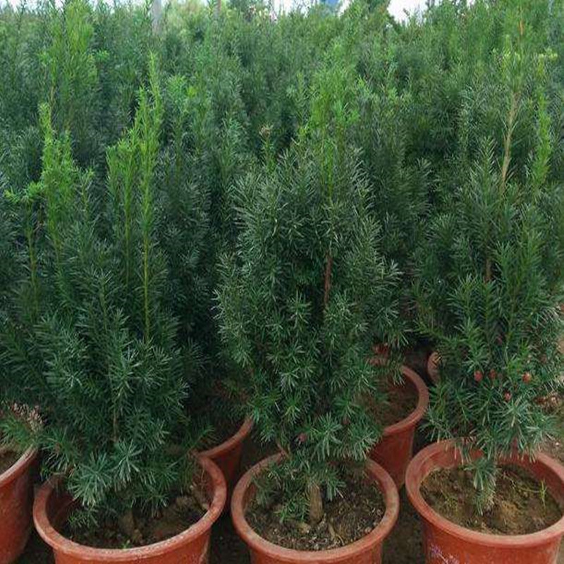 曼地亚红豆杉树苗盆景植物室内盆栽客厅防辐射大型绿植净化空气植