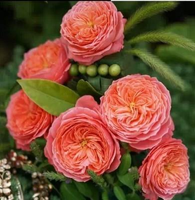 阳台庭院月季大苗花卉植物新品