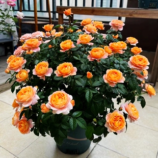 新品灌木月季欧月果汁阳台母本大苗多季勤开多头包子耐寒耐热易养