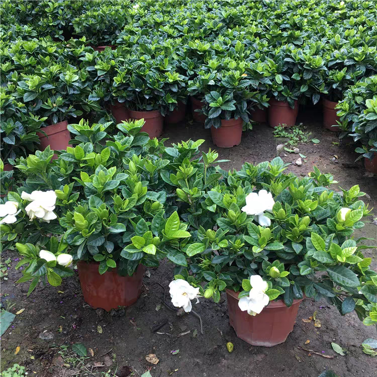 栀子花盆栽带花苞浓香型花卉室内植物阳台庭院大叶牡丹棒棒糖