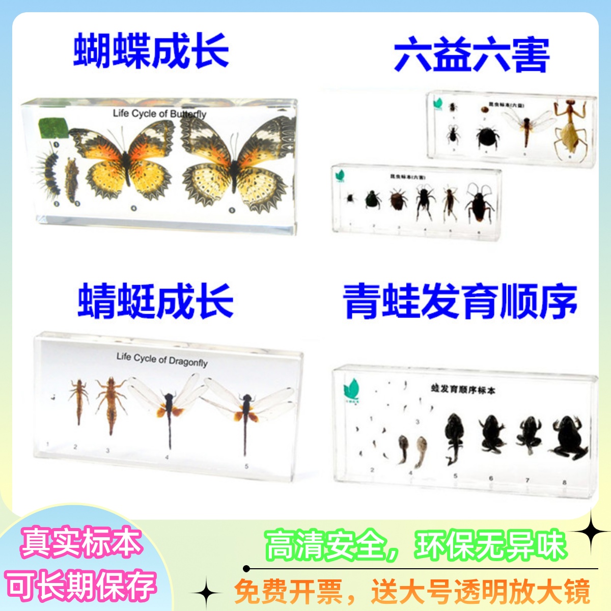 幼儿园教学真实动物昆虫生长发育
