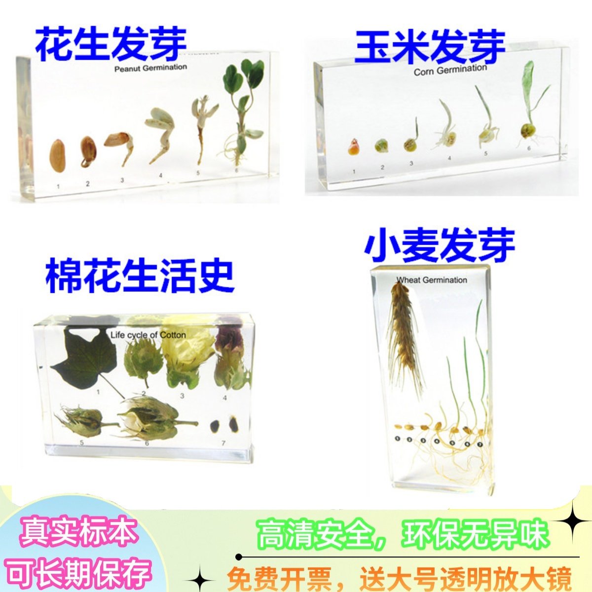 千帆教学树脂标本安全环保