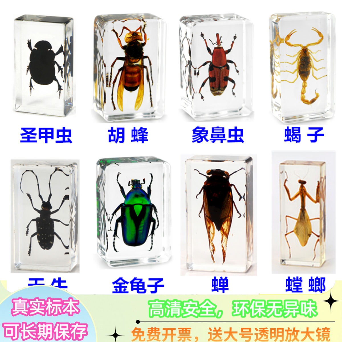 儿童法布尔昆虫标本蜘蛛蝎子螳螂