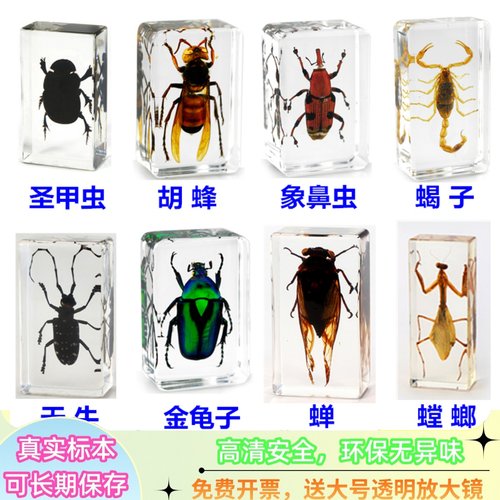 儿童法布尔昆虫标本蜘蛛蝎子螳螂