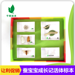 千帆幼儿园儿童小学教学玩具蚕宝宝成长树脂包埋标本立体透明