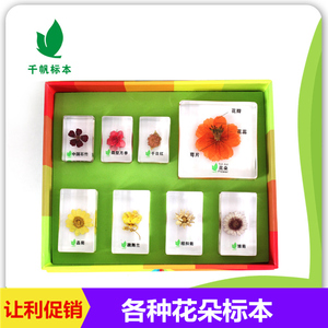 千帆幼儿园儿童教学植物五颜六色的花朵活体树脂包埋标本透明摆件
