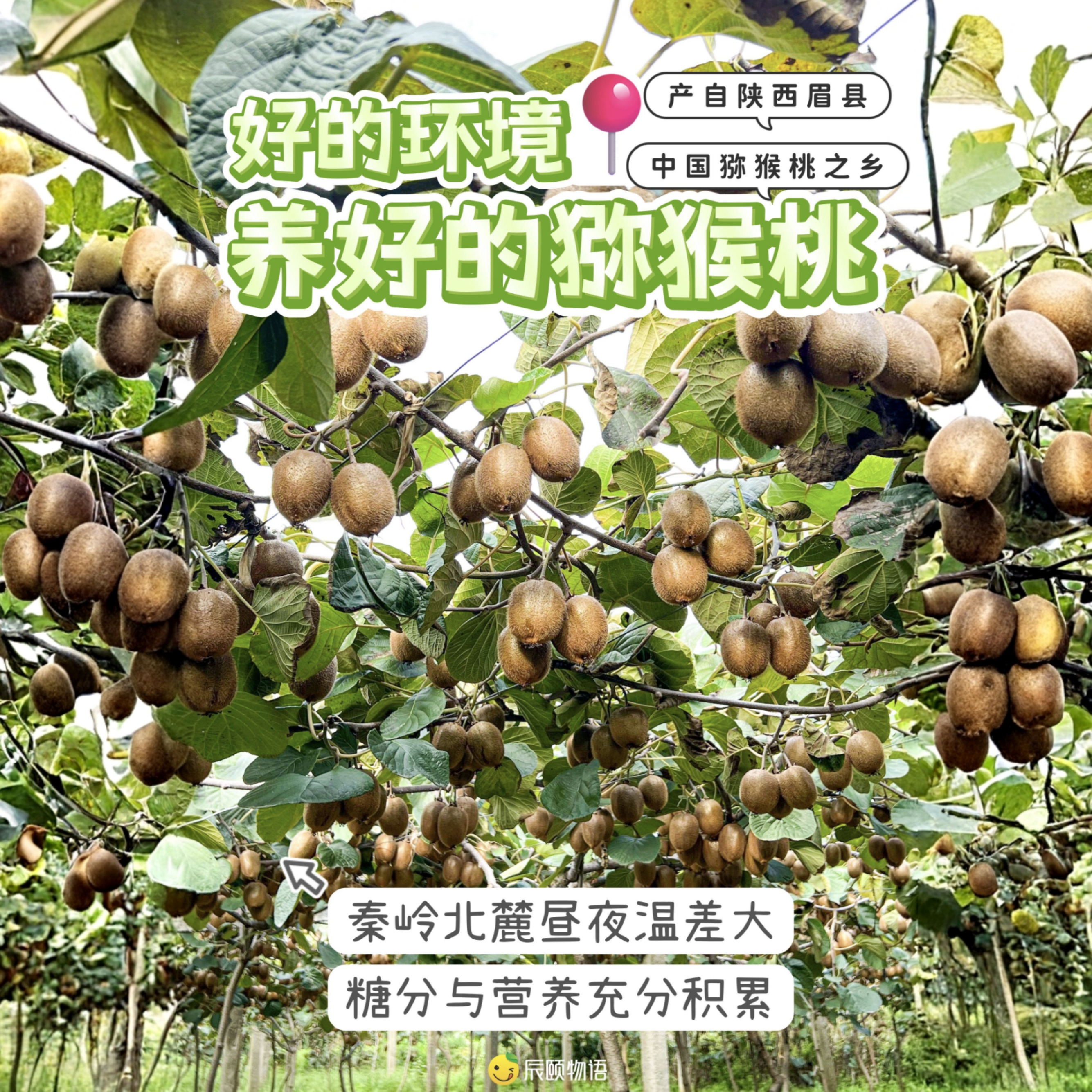 辰颐物语陕西眉县徐香猕猴桃绿心现摘维C爆汁软糯香甜水果4.5斤装