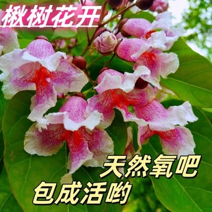 楸树梓树绿化苗木楸桐树行道树落叶乔木绿化园林防护林绿化路乡