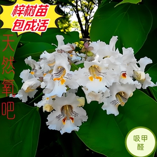 2026.3.12植树节梓树苗桑梓梧桐树乡土树千年木庭院绿化南北耐寒