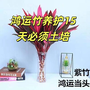[鸿运竹]鸿运当头紫气东来水培土培室内养护绿植