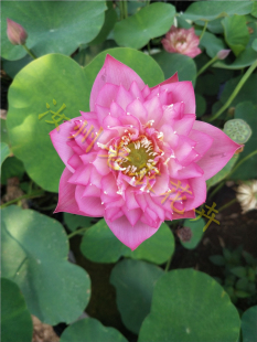 娇媚小型汝州老农花卉真碗莲荷花迷你水生庭院阳台种藕鞭成品小苗
