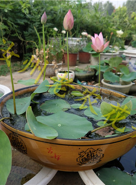 金粉世家2号微型汝州老农花卉碗莲荷花迷你庭院碗莲种藕鞭成品苗